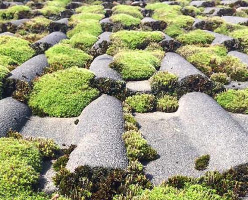mousse-toiture toiture en composite avec mousse végétale